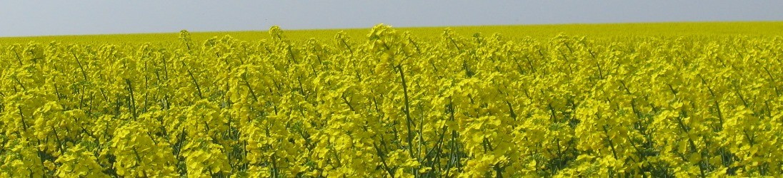 Kreisimkerverein Tecklenburger Land | kiv-tecklenburg.de